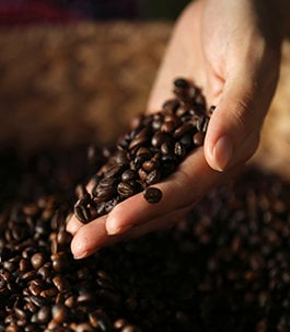 Dark roasted coffee beans spilling from someone's hand into a burlap bag